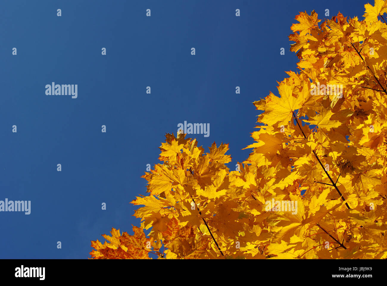 autumn leaves against blue sky Stock Photo - Alamy