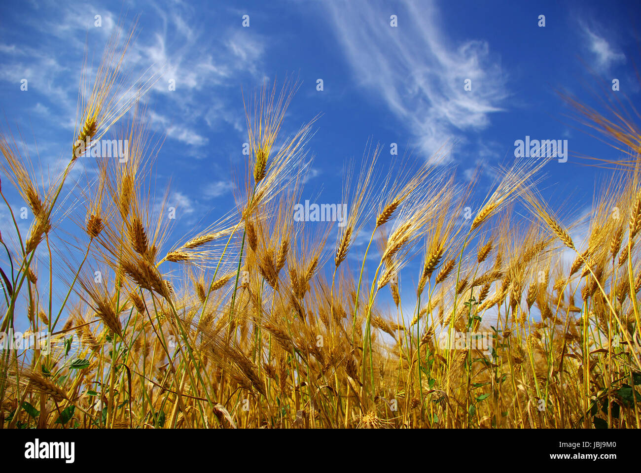 Wheat ears against the blue sky Stock Photo - Alamy