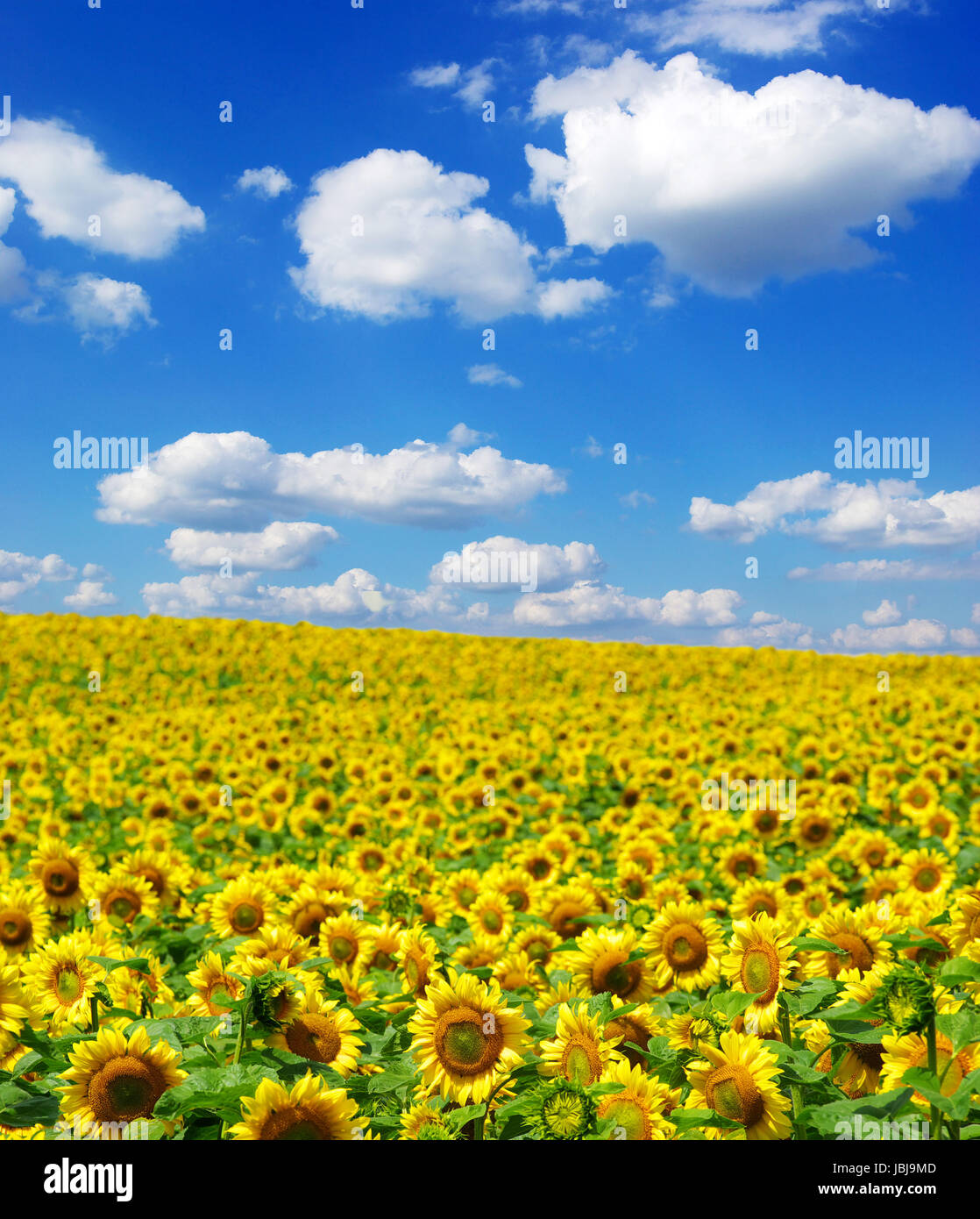 sunflower field over cloudy blue sky Stock Photo - Alamy