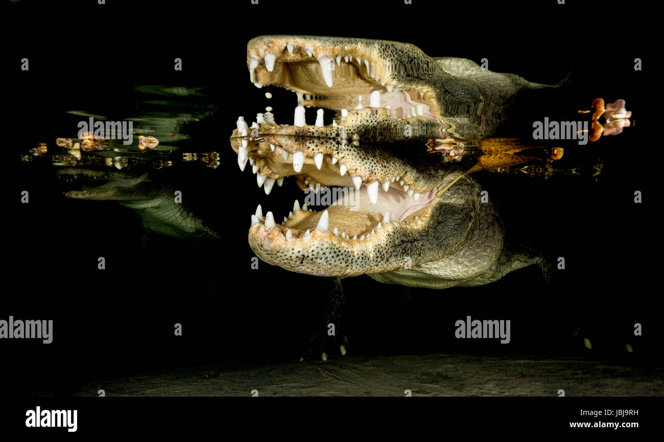 american alligators with their mouths open just under the surface in shallow water, you can see their reflection on the underside of waters surface Stock Photo