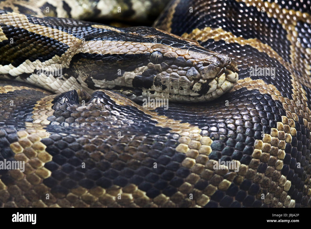 dark tiger python python molurus bivittatus Stock Photo - Alamy
