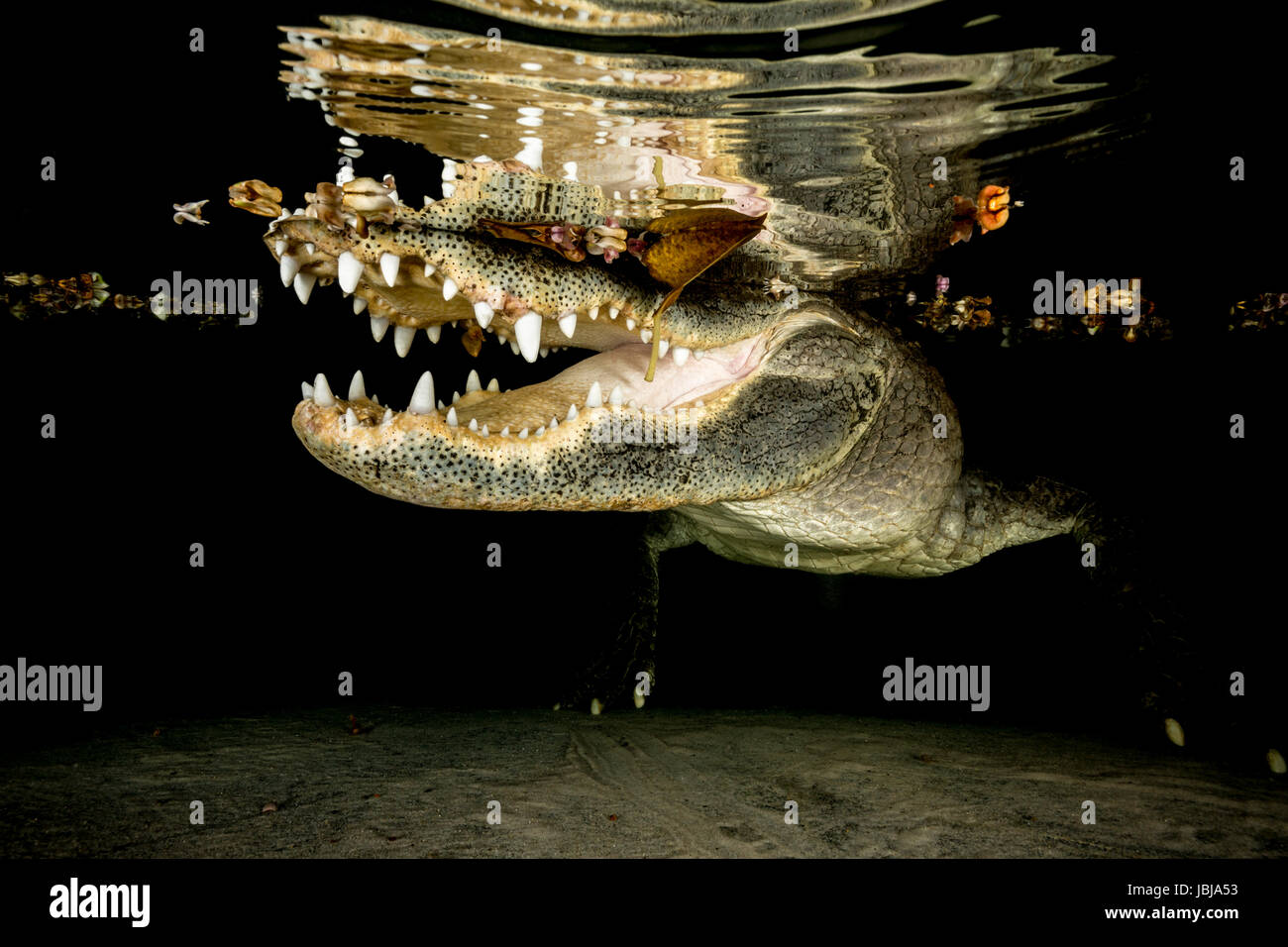 american alligator with its mouth open just under the surface in shallow water, you can see its reflection on the underside of waters surface Stock Photo