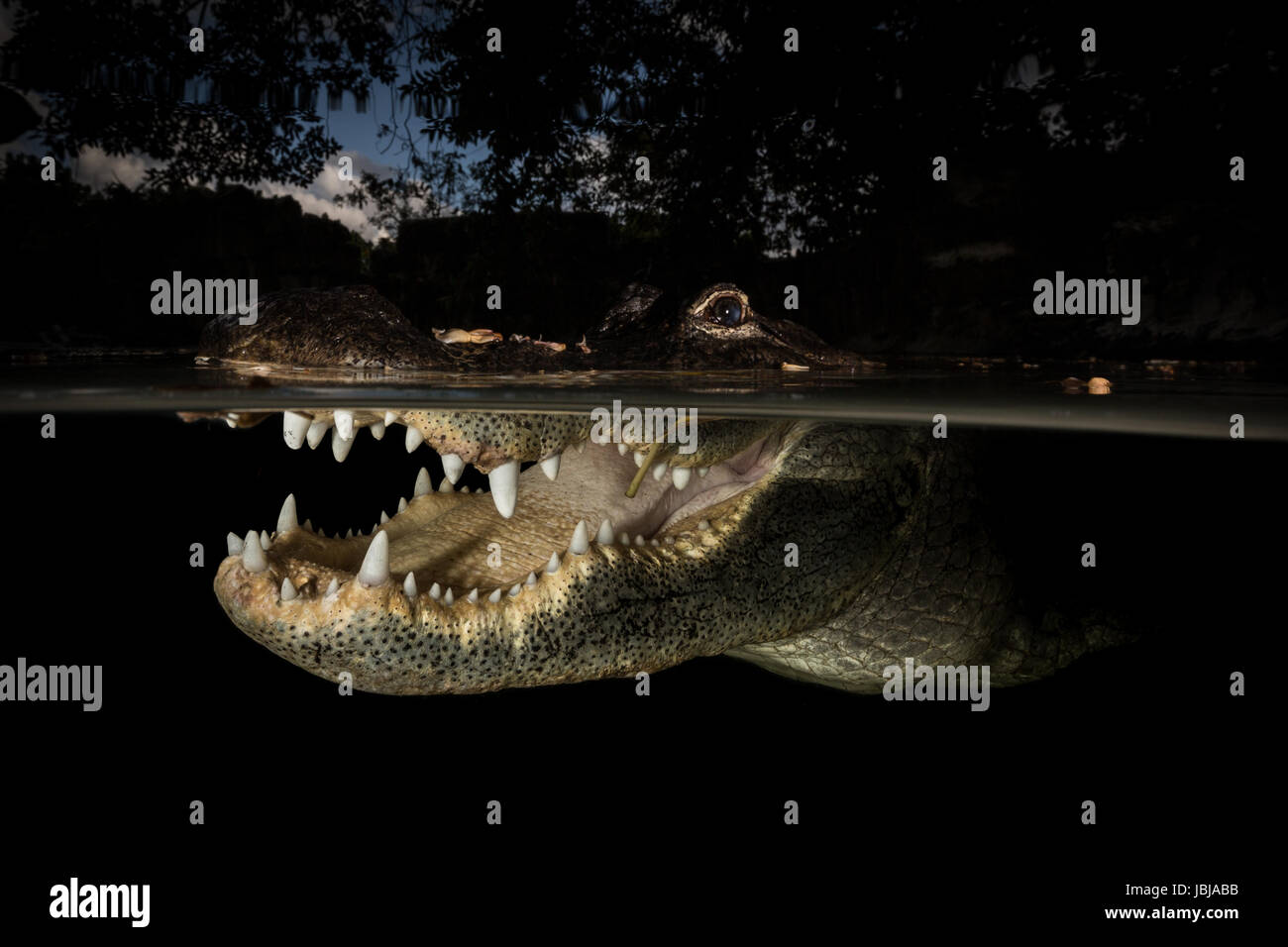 over under photo of an american alligator with its mouth open Stock Photo