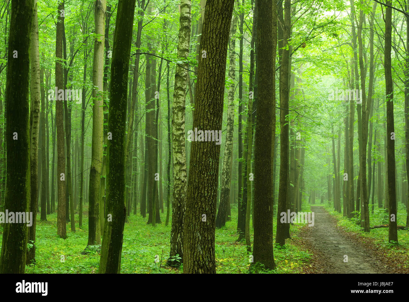 a path is in the green forest Stock Photo - Alamy
