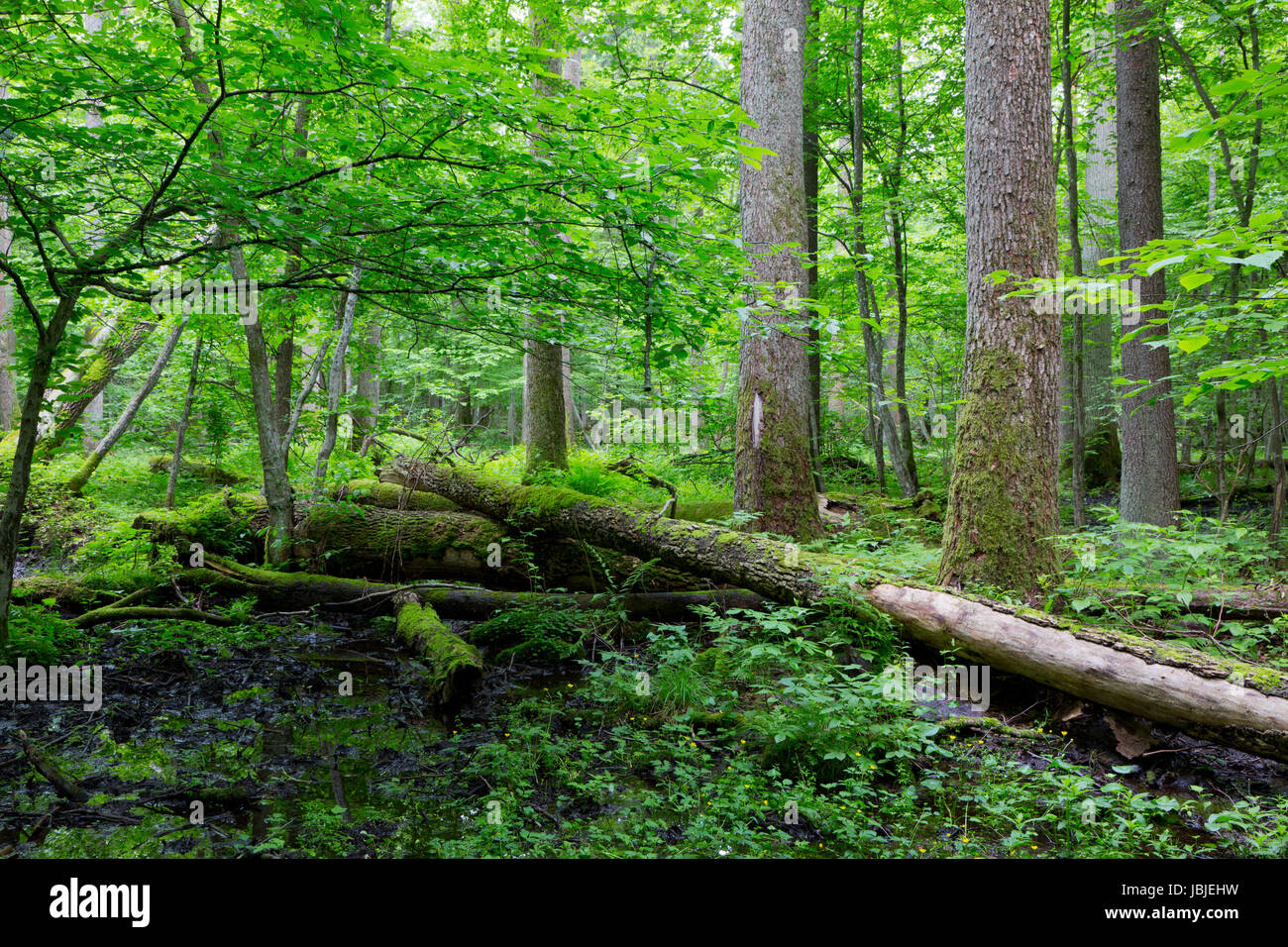 Old moss wrapped ash tree lying and old natural deciduous stand of