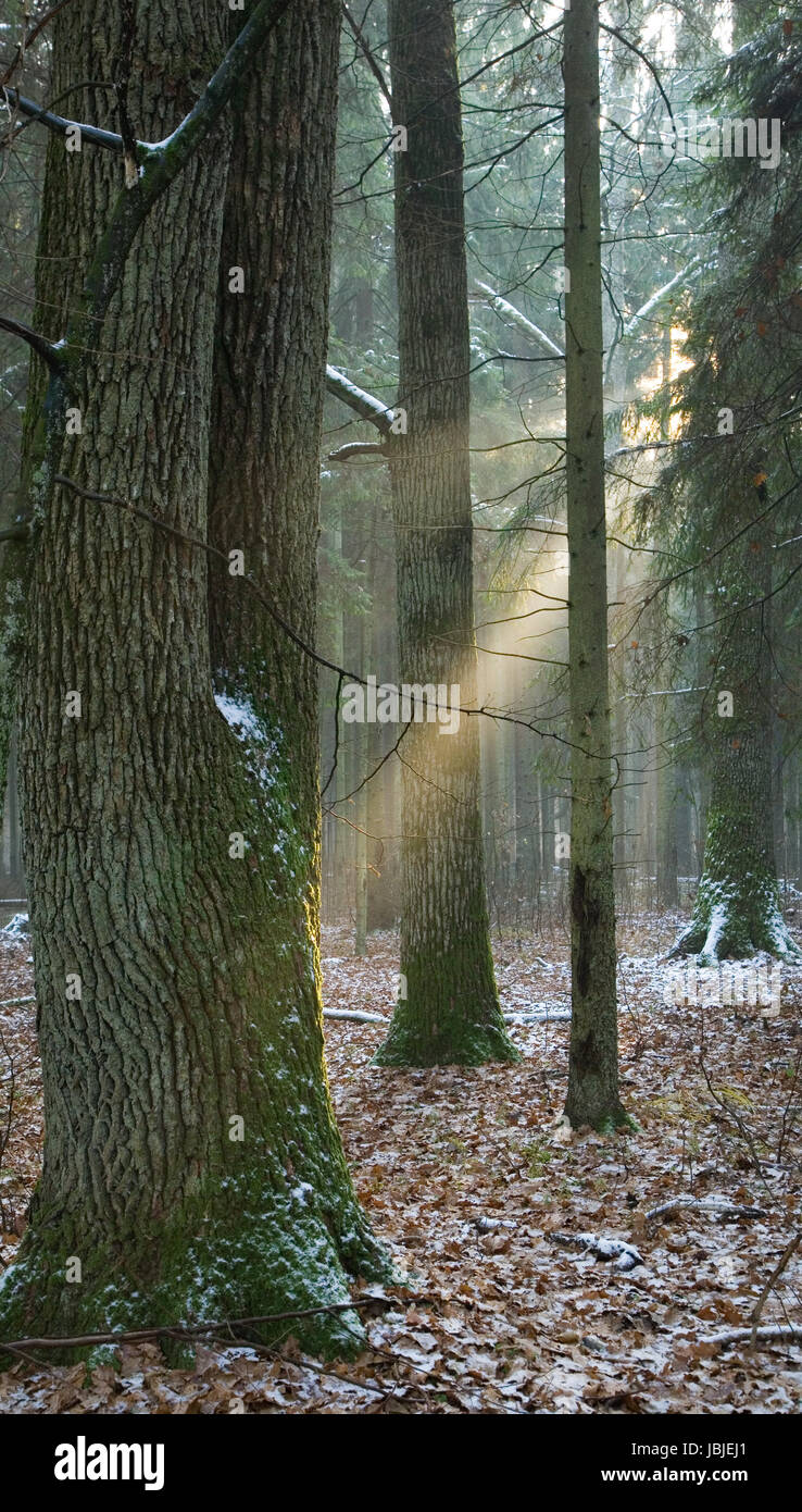 Light entering foggy forest at early winter sunset Stock Photo - Alamy