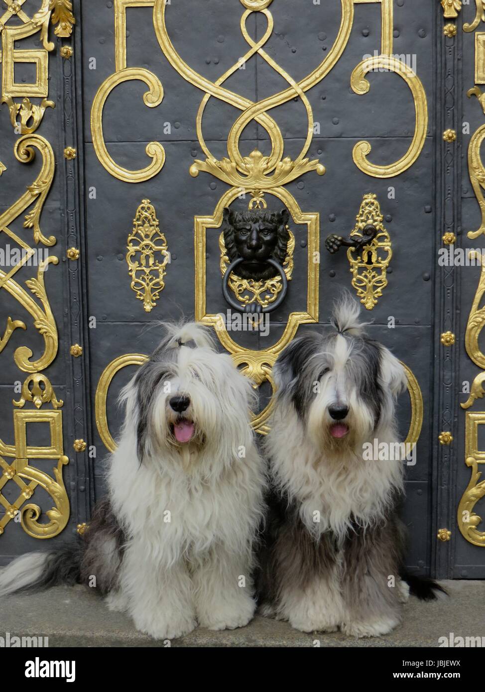 Bobtail and Bearded Collies, Old English Shepherd Dog Stock Photo - Alamy