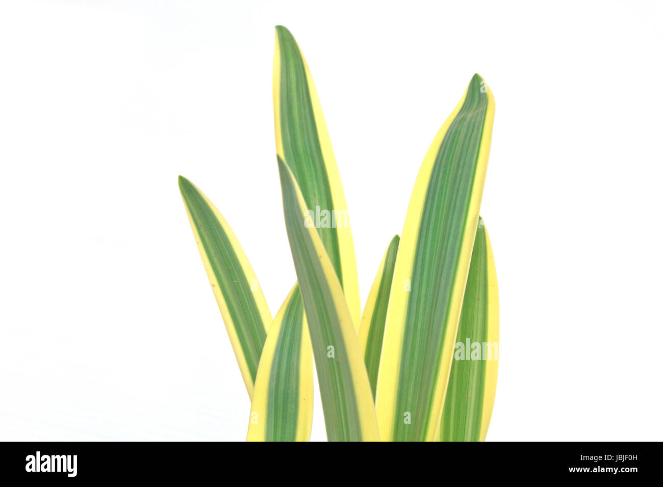 hymenocallis littoralis or Spider Lily leaf on background Stock Photo