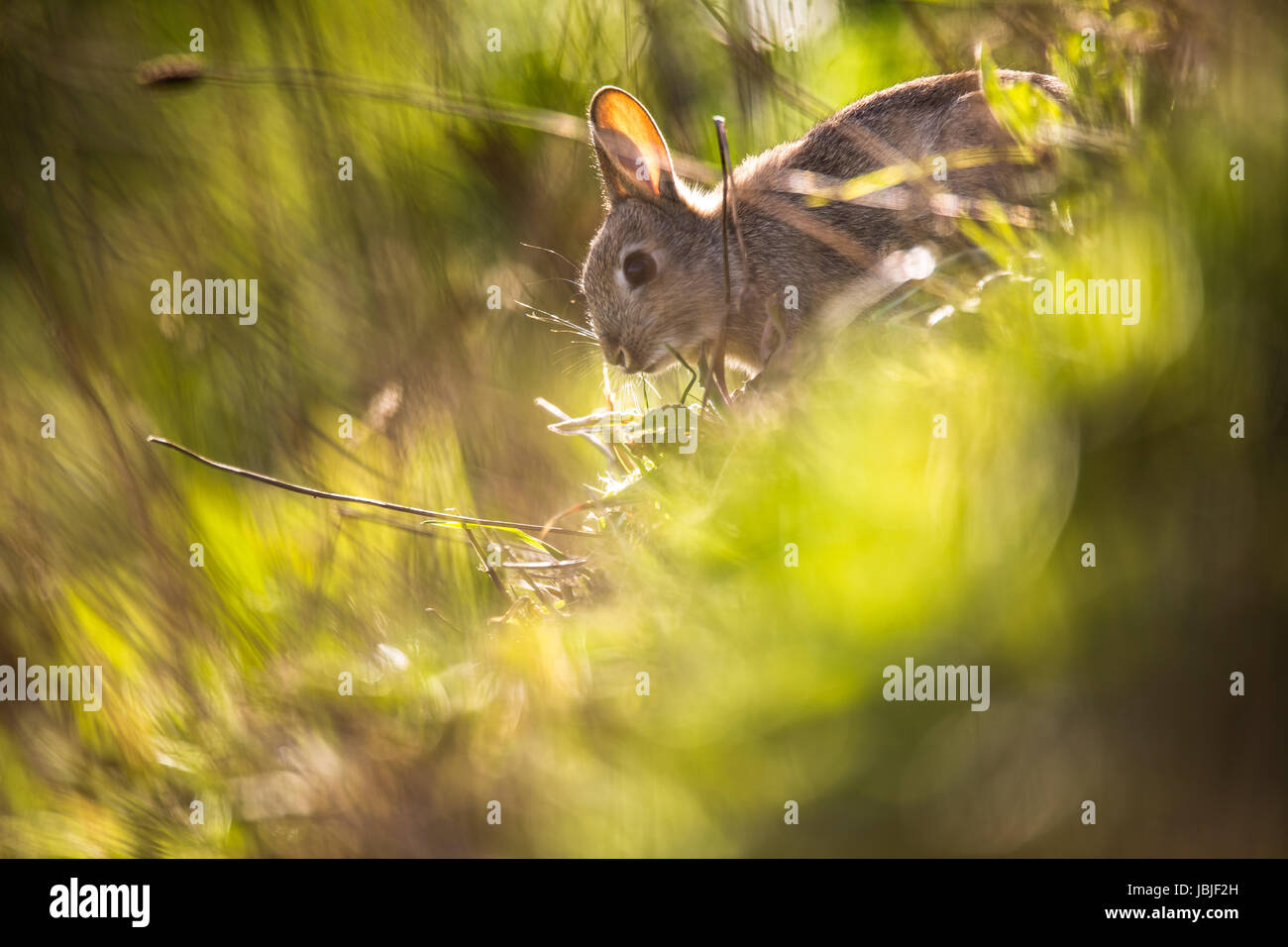 Wild rabbit, Scotland Stock Photo Alamy