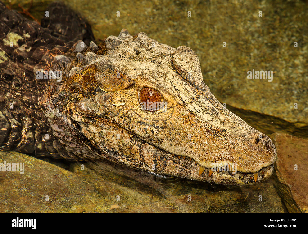 reptiles cold blooded animal Stock Photo Alamy