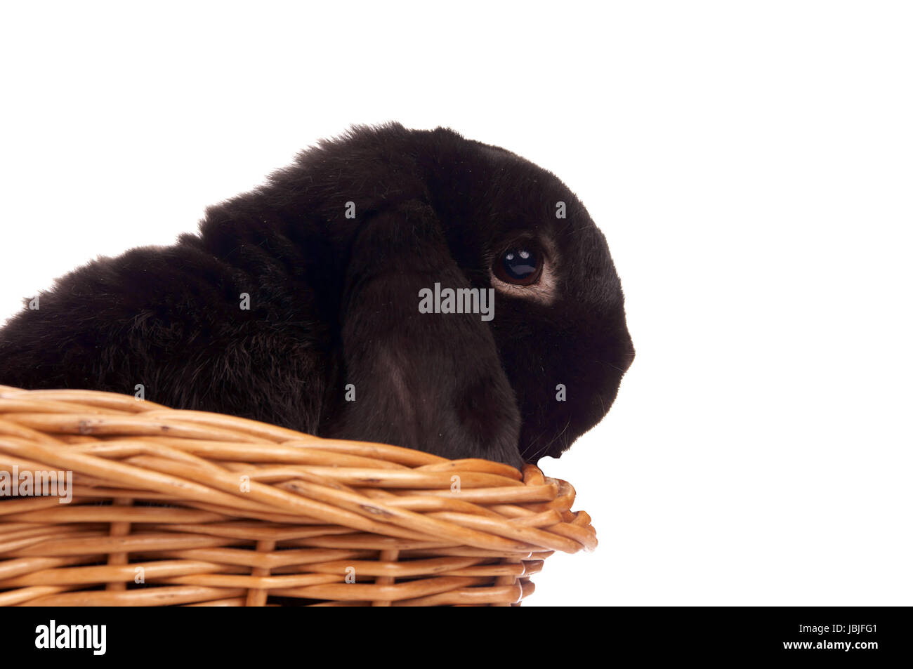 black Bunny in a basket over a white background Stock Photo - Alamy