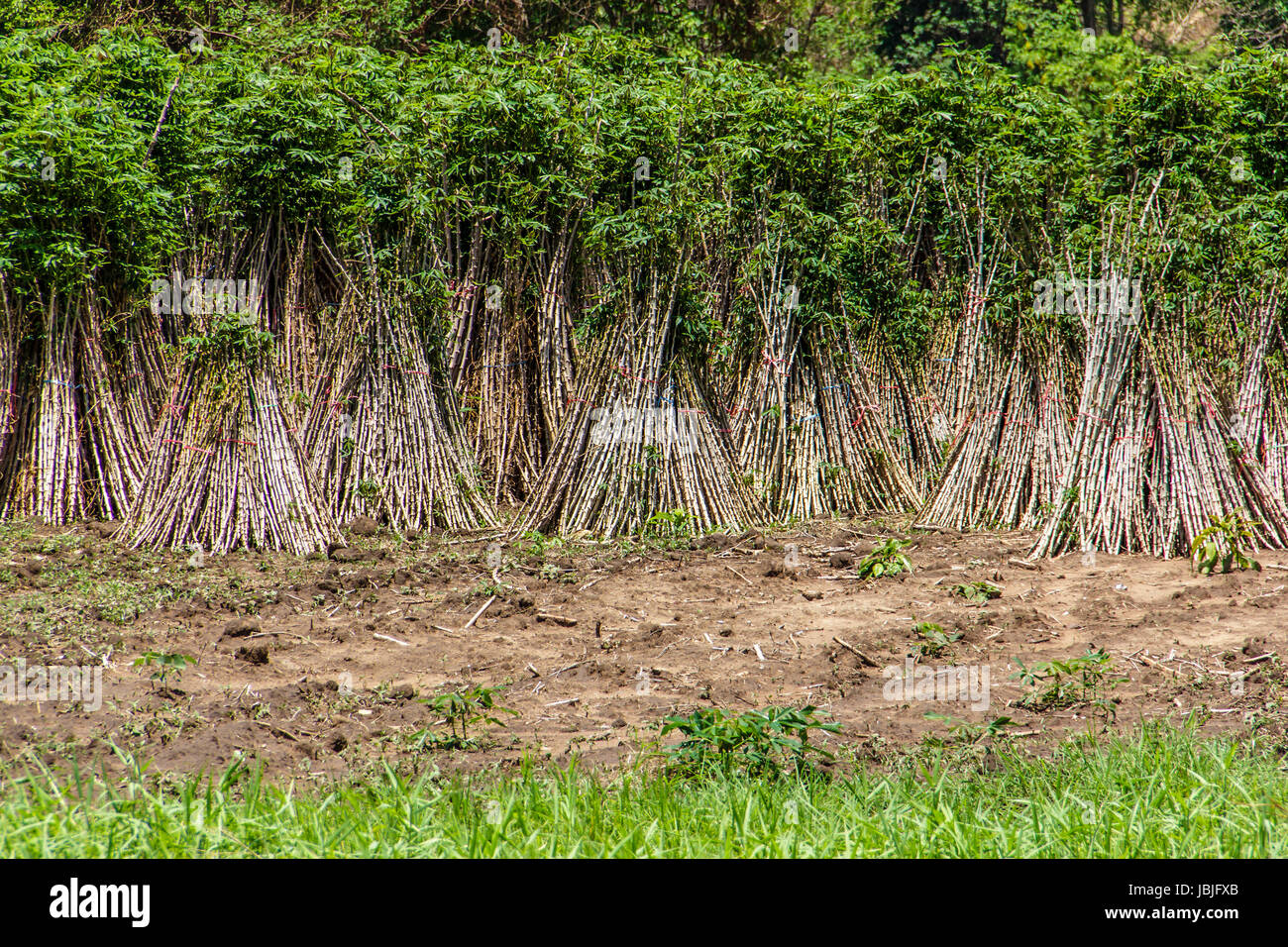 cassava or manioc plant field in Thailand Stock Photo - Alamy