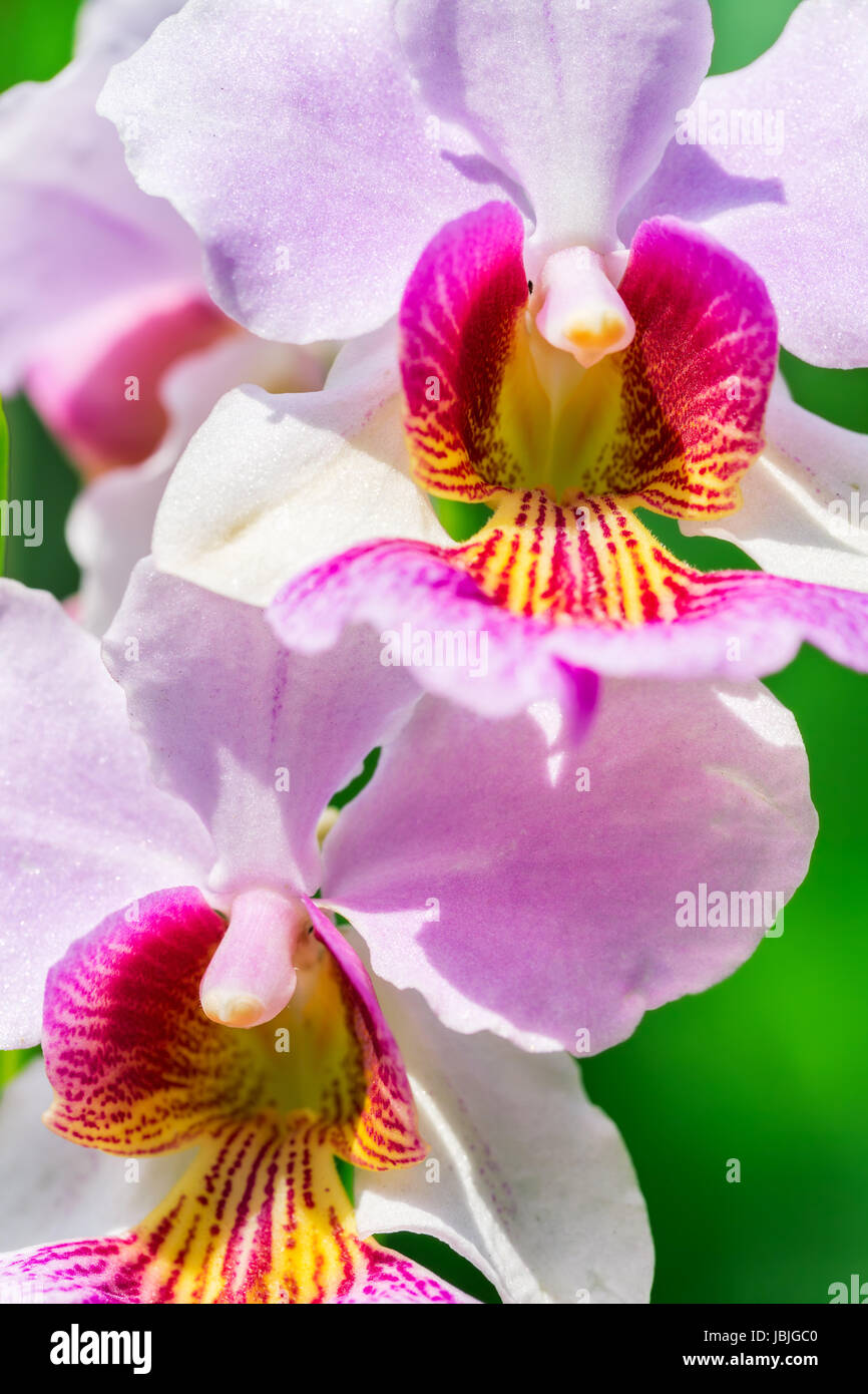 Vanda miss joaquim national flower of singapore hires stock