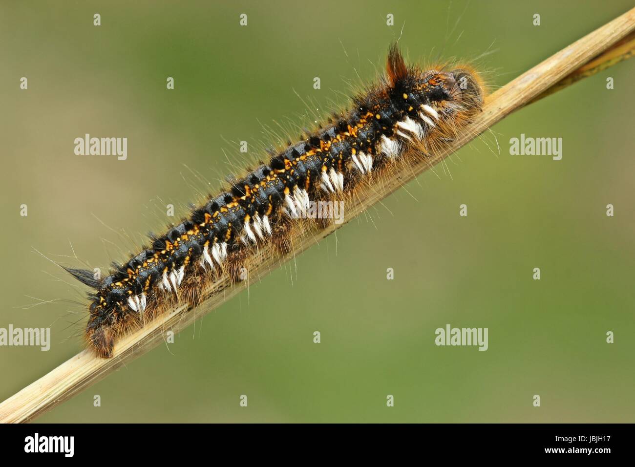 drinker,caterpillar grass hen (euthrix potatoria) Stock Photo