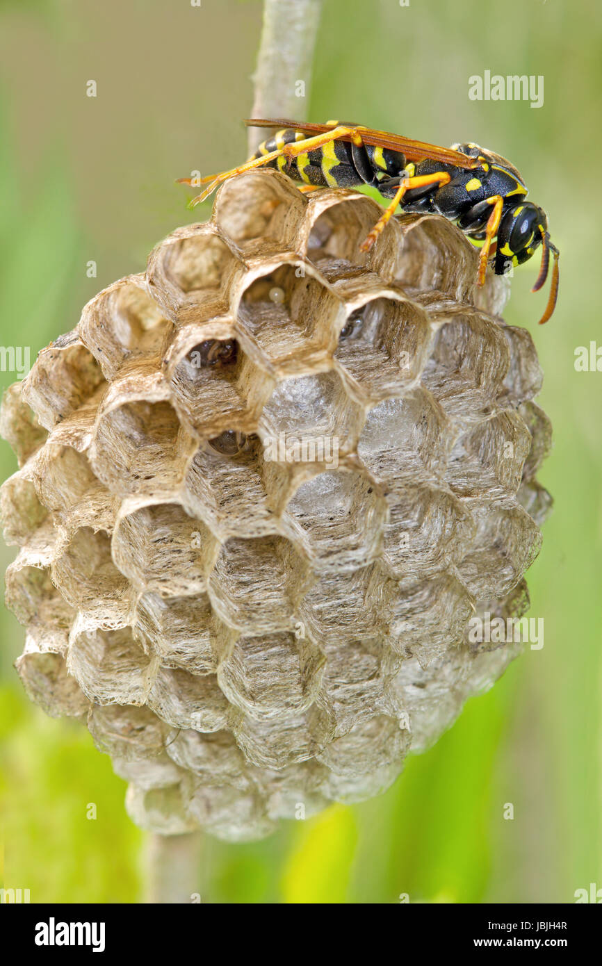 Gallic field wasp builds wasp's nest Stock Photo