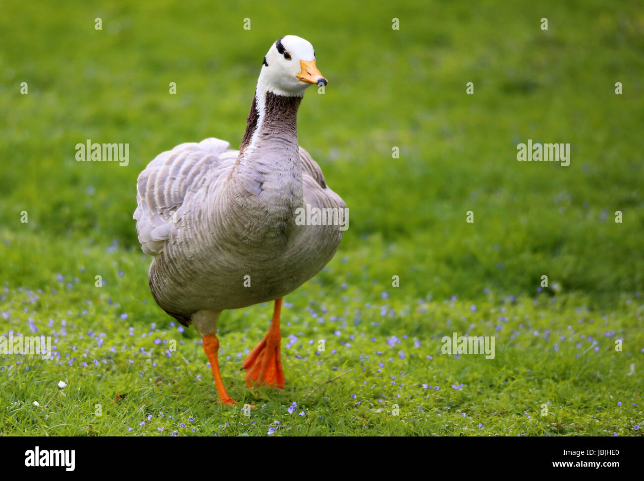 bar-headed goose on the march Stock Photo