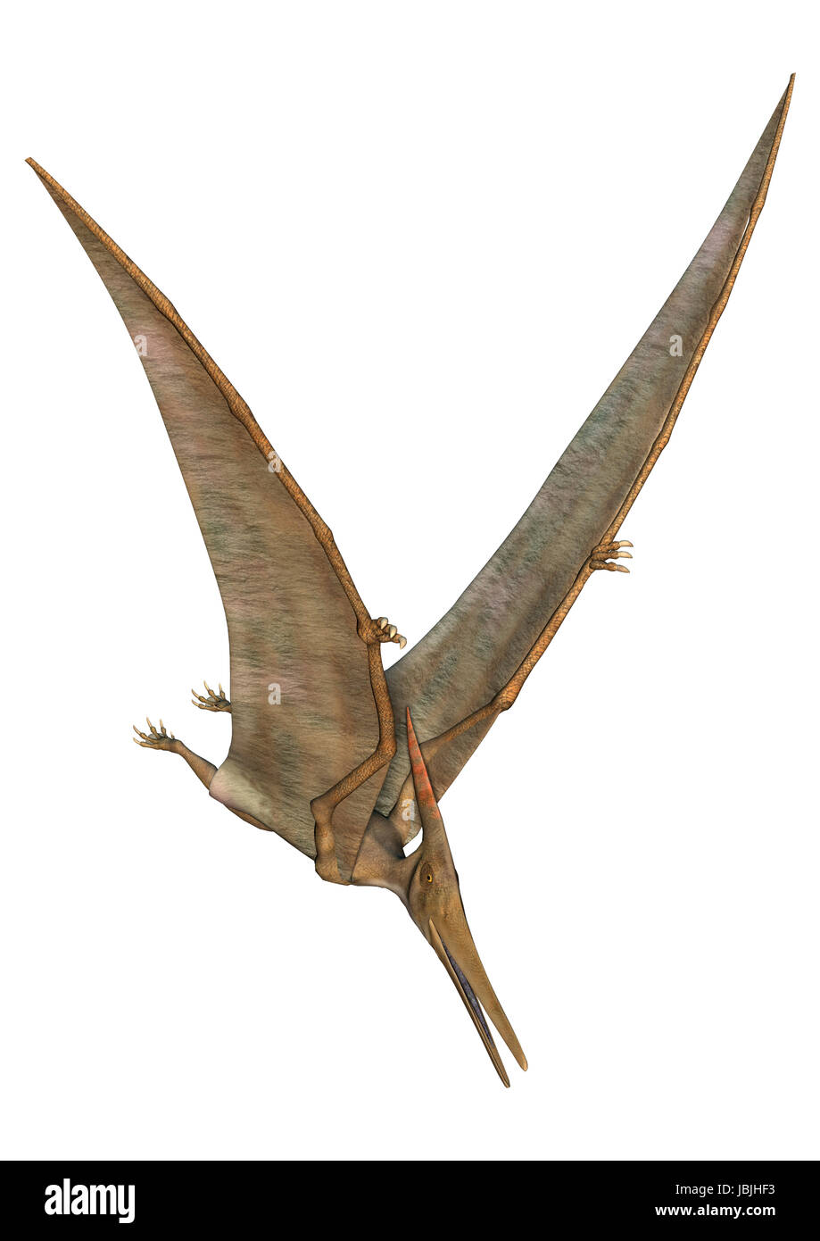 Premium Vector  Pteranodon flying dinosaur illustration flying pterodactyl  prehistoric dangerous creature of jurassic period pterodactylus prehistoric  dinosaur