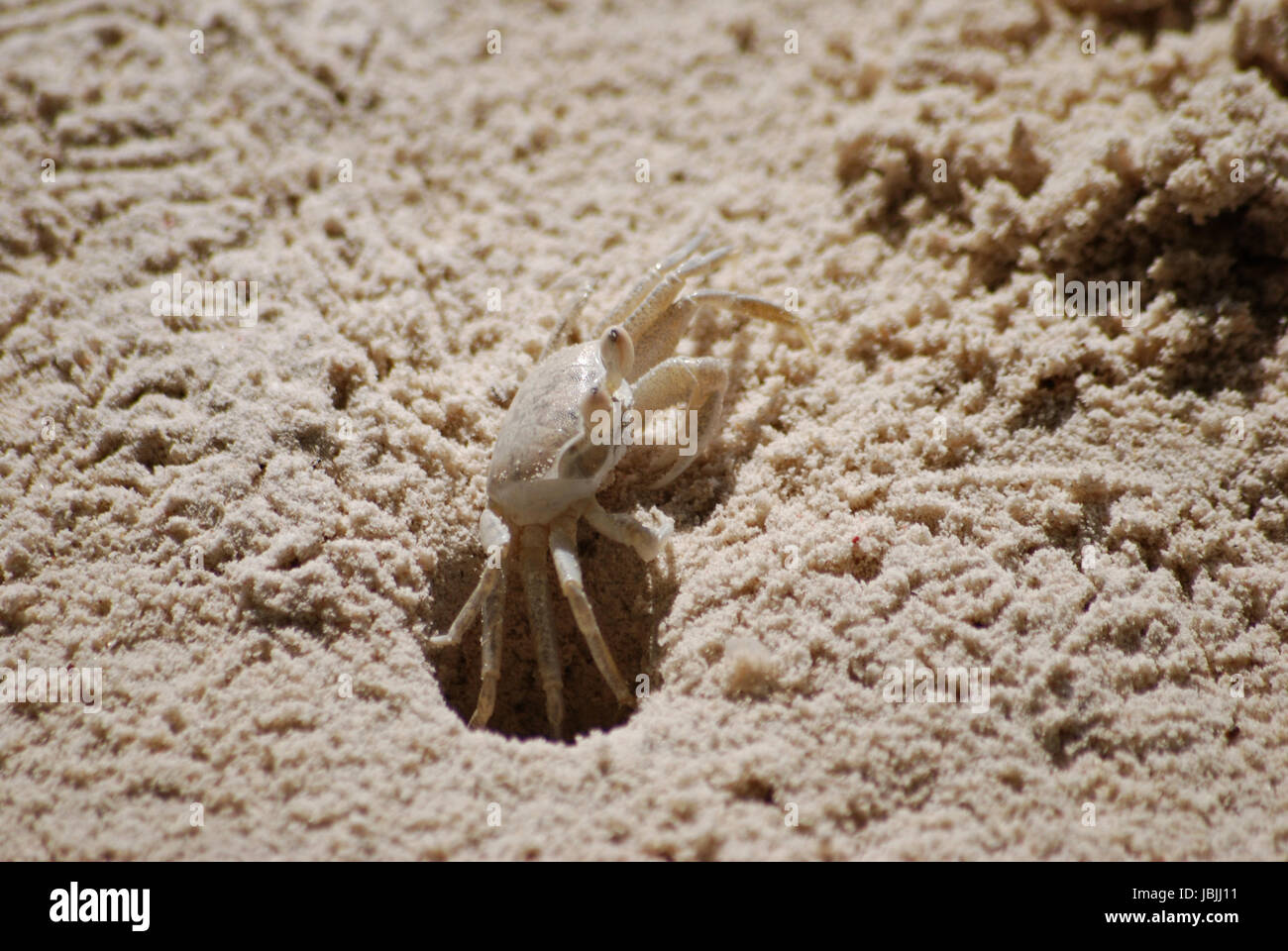 tropical sand crab Stock Photo