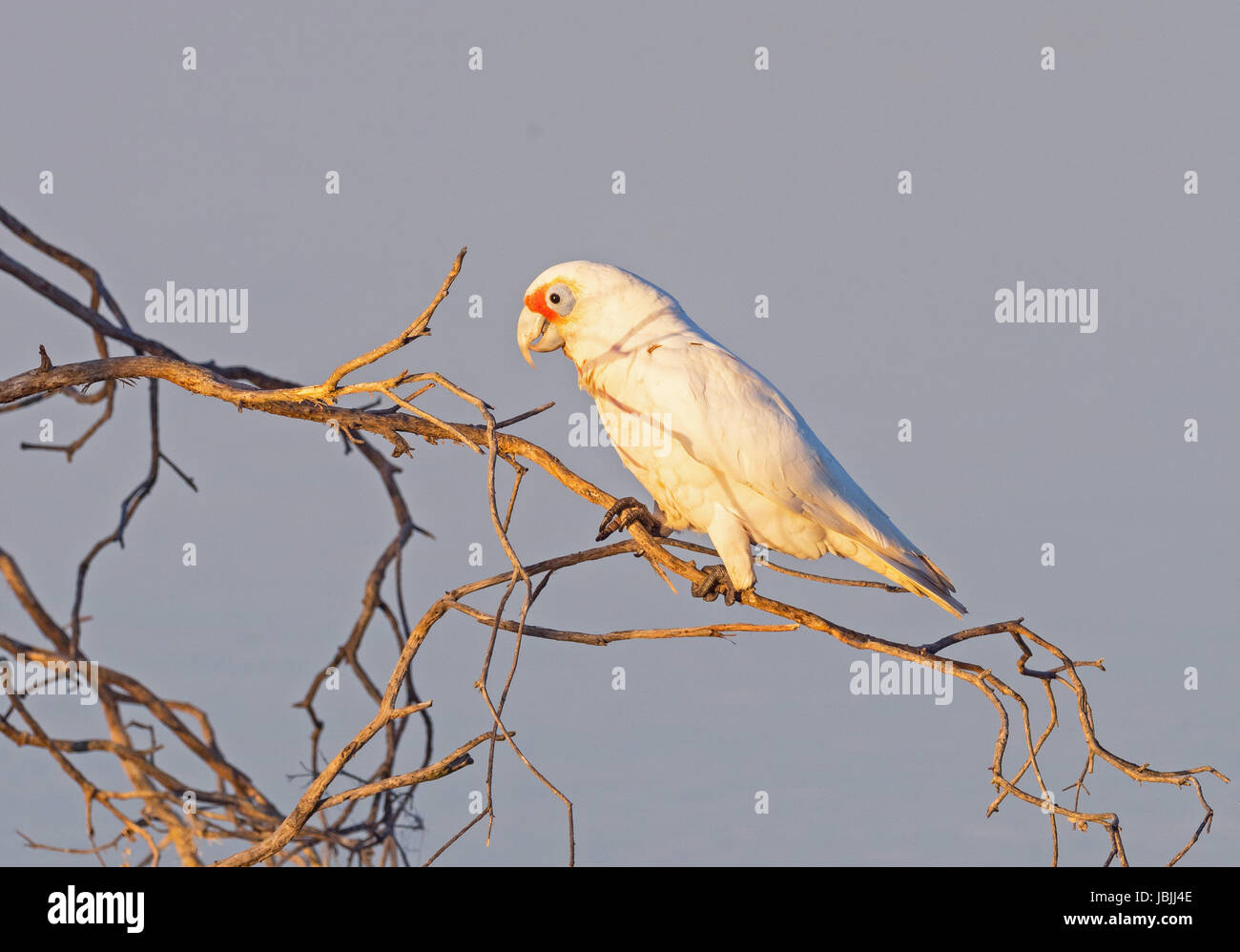 The Western Corella (Cacatua pastinator) formerly known as the Western Long-billed Corella, is a species of white cockatoo endemic to south-western We Stock Photo