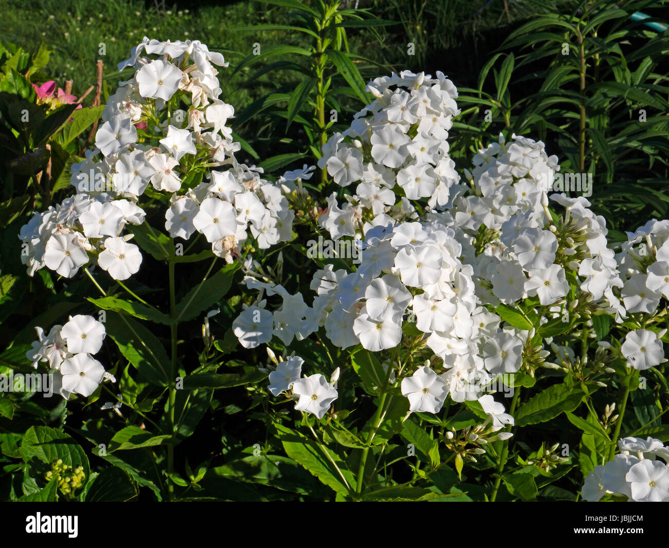 Phlox in bloom, phlox paniculata 'White Admiral' (Suzanne's vegetable garden, Le Pas, Mayenne, France). Stock Photo