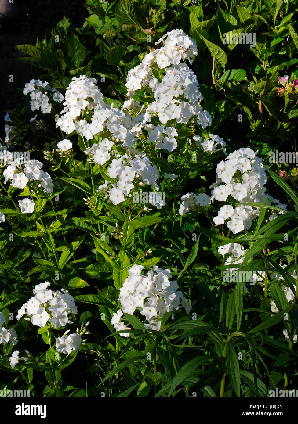 Phlox in bloom, phlox paniculata 'White Admiral' (Suzanne's vegetable garden, Le Pas, Mayenne, France). Stock Photo