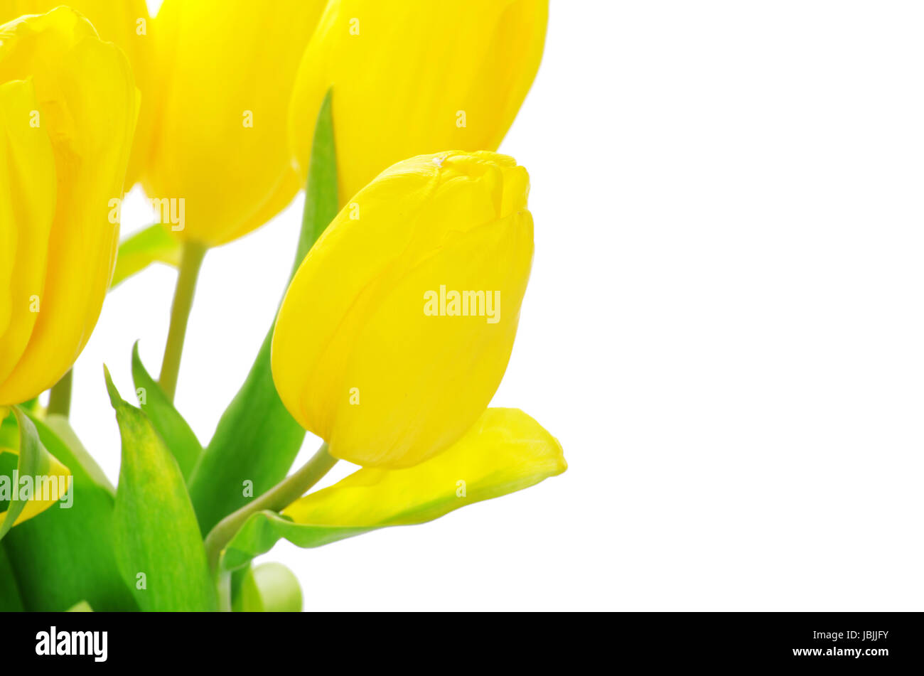 yellow tulips isolated on white background Stock Photo - Alamy