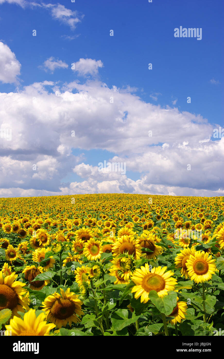 sunflower field over blue sky Stock Photo - Alamy