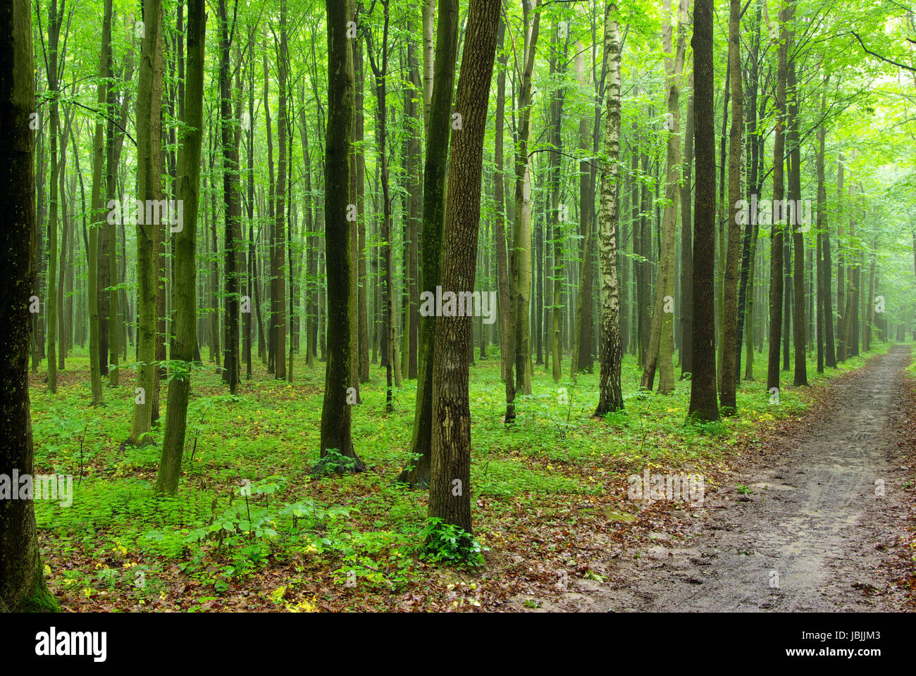 a path is in the green forest Stock Photo - Alamy