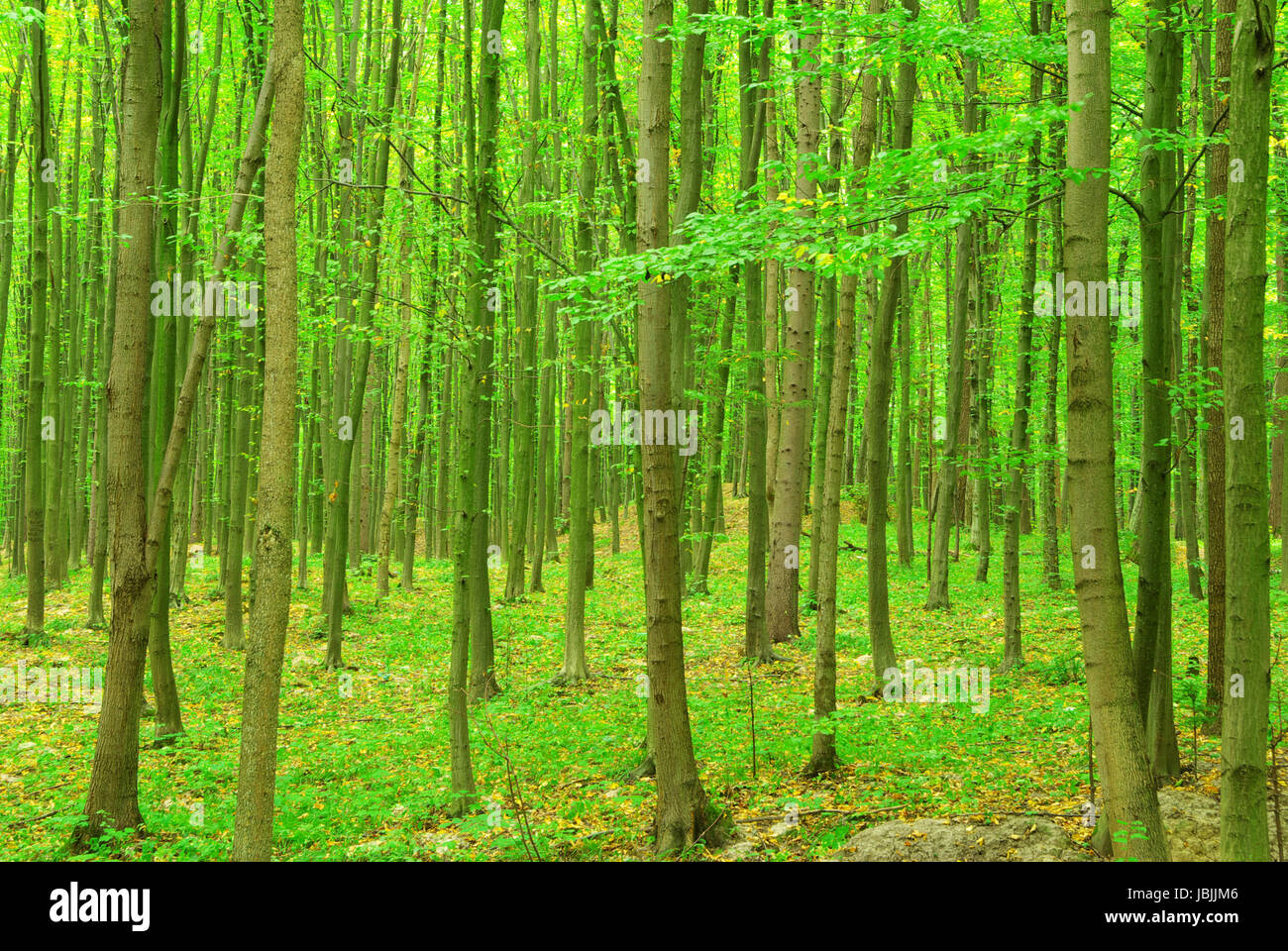 green forest background in a sunny day Stock Photo - Alamy