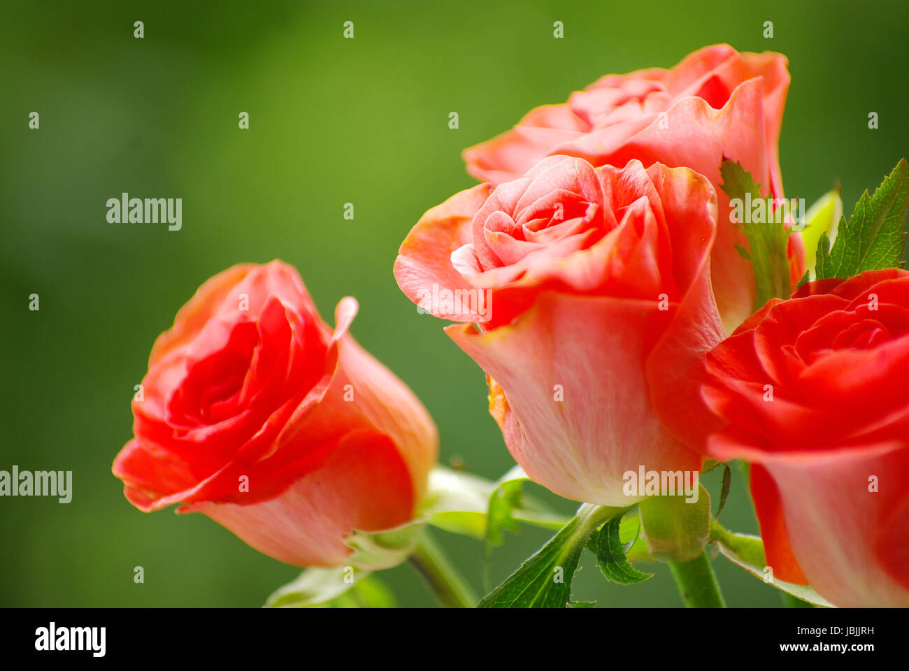 red rose on a green background Stock Photo - Alamy