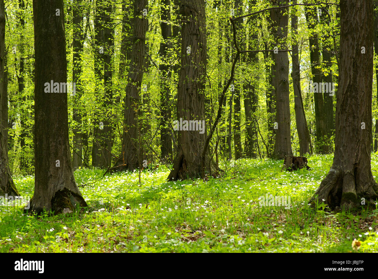 Early morning sun in the green forest Stock Photo - Alamy