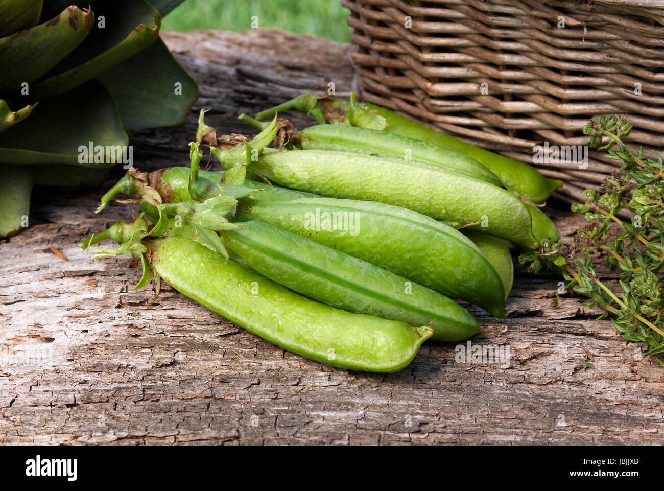 Fresh picking of peas (pisum sativum). Suzanne's vegetable garden, Le Pas, Mayenne, France. Stock Photo