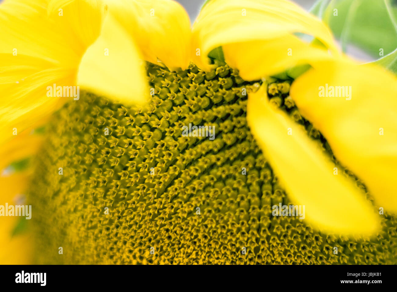 Sunflower in Spring. June 2017 - Los Angeles, California USA Stock Photo