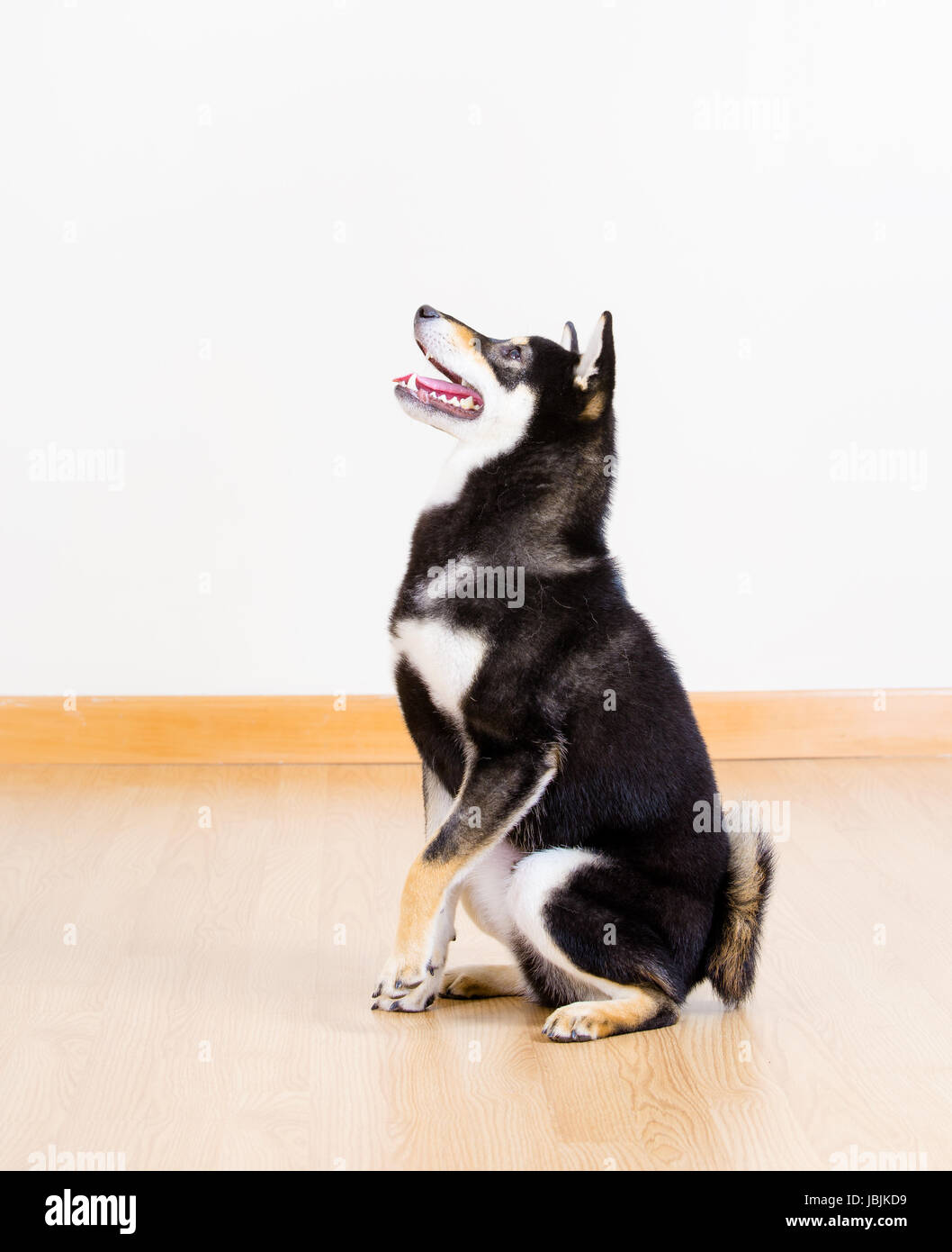 Shiba Inu Dog In Black Sitting On Floor Stock Photo Alamy