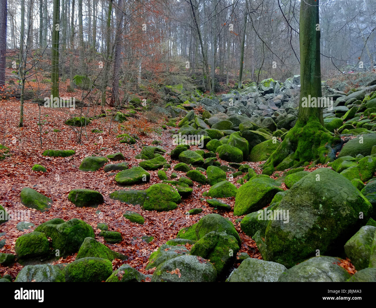 Filtered image of a forest in the morning with fog Stock Photo - Alamy