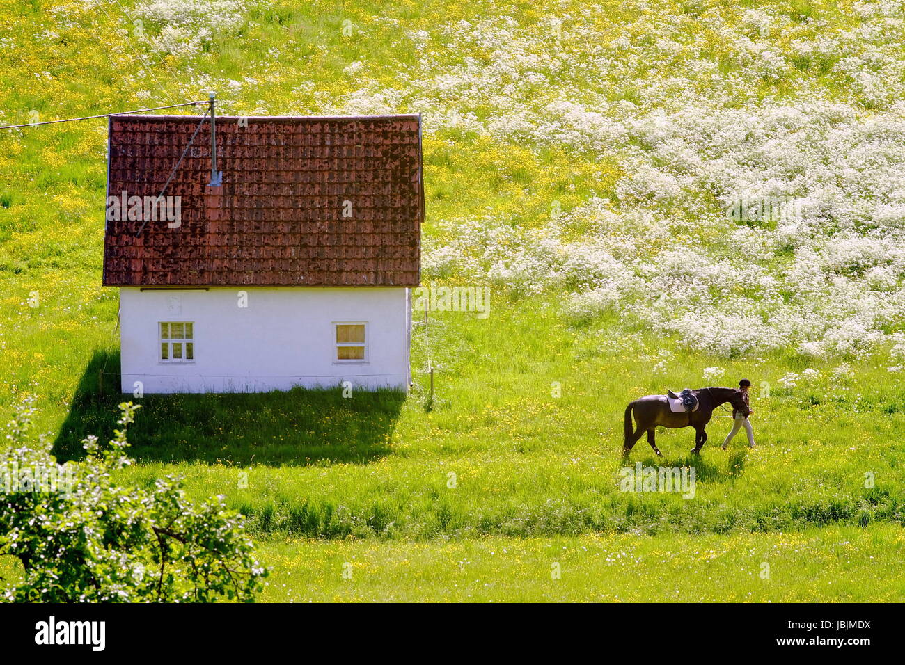 way to the paddock on a spring meadow Stock Photo - Alamy