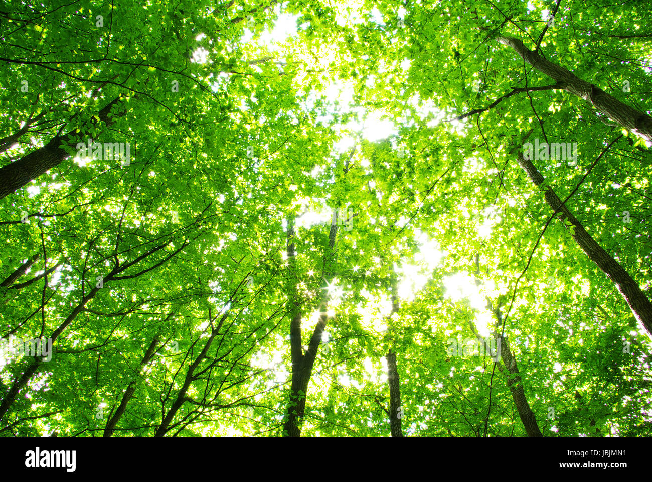 Early morning sun in the forest Stock Photo - Alamy