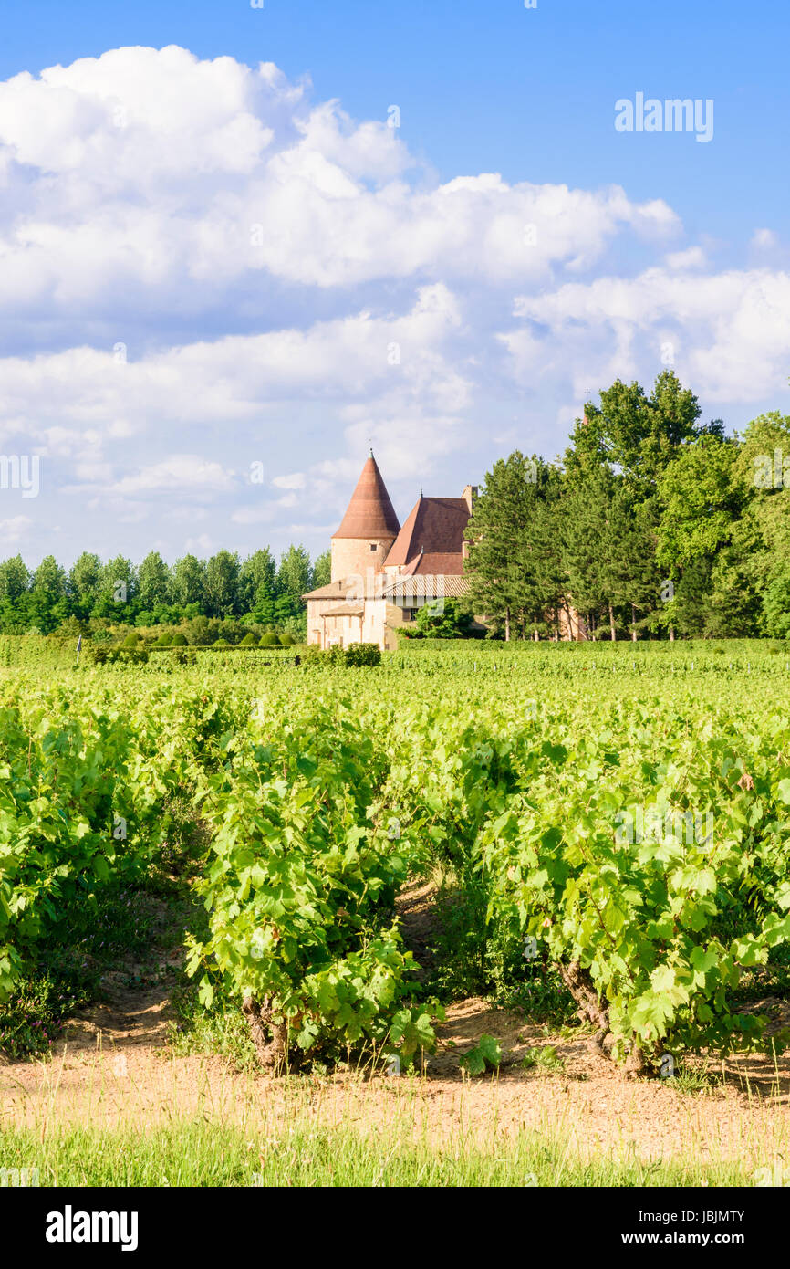 Vineyard vines around the town of Corcelles-en-Beaujolais, Corcelles-en-Beaujolais, Rhône, France Stock Photo
