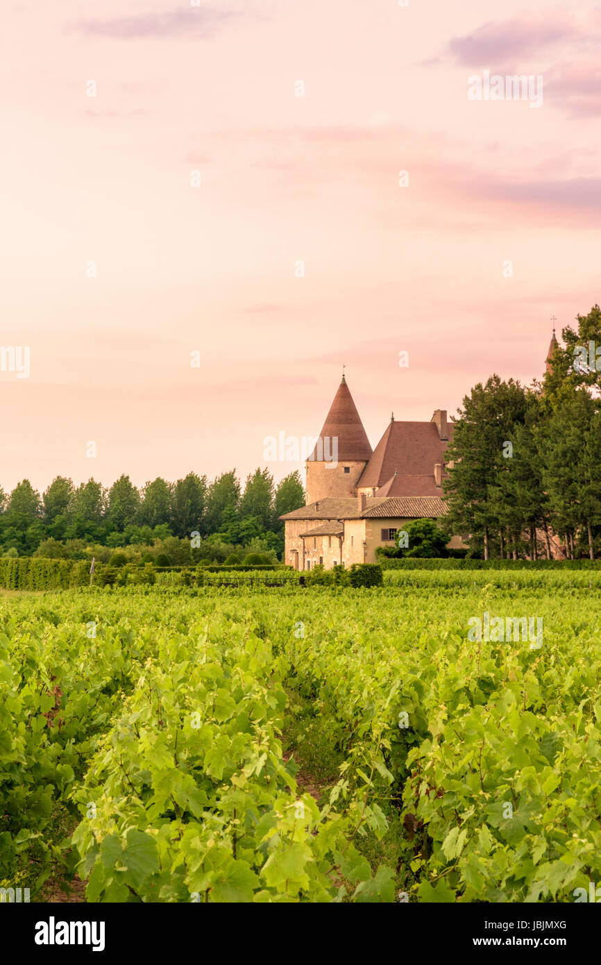 Sunset over vines and chateau of Beaujolais Region, Corcelles-en-Beaujolais, Rhône, France Stock Photo