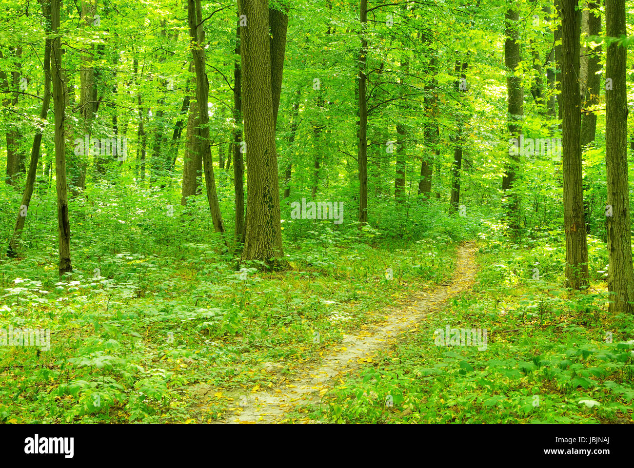 a path is in the green forest Stock Photo - Alamy