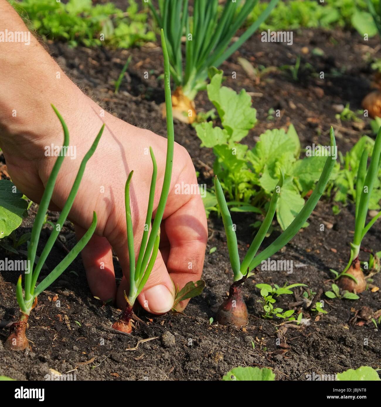 Unkraut jaeten - pull up weeds 02 Stock Photo - Alamy