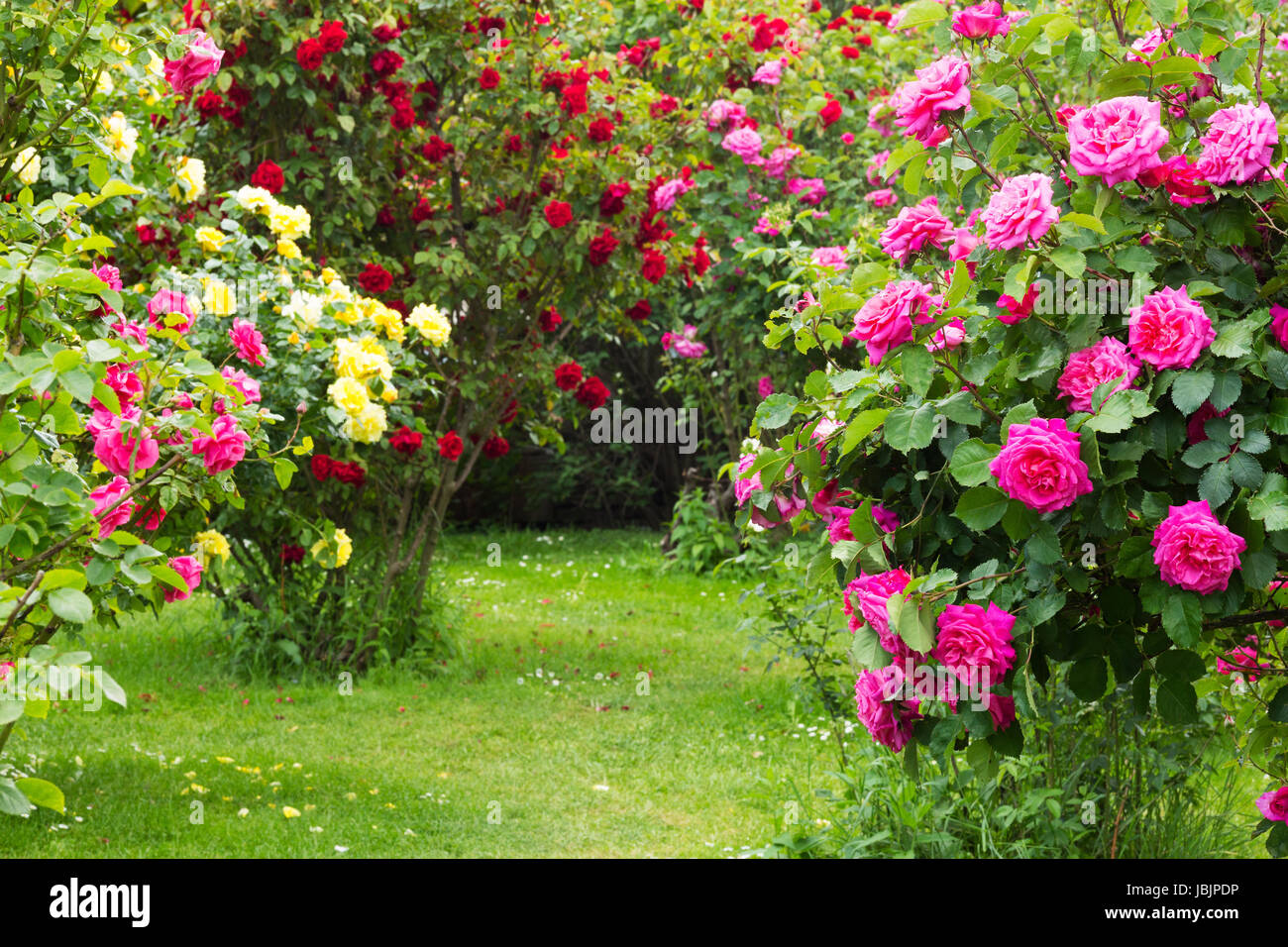 Rosen sorten hires stock photography and images Alamy