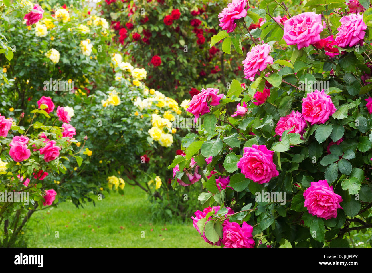 Rosenstrauch, verschiedene Sorten von Rosen im Garten Stock Photo - Alamy