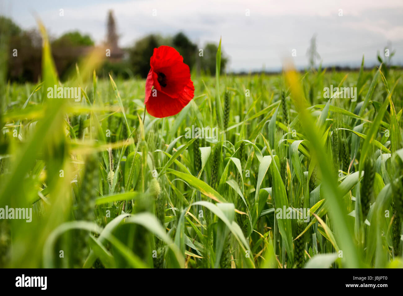 Lone Red poppy on dramatic green weeds field Stock Photo