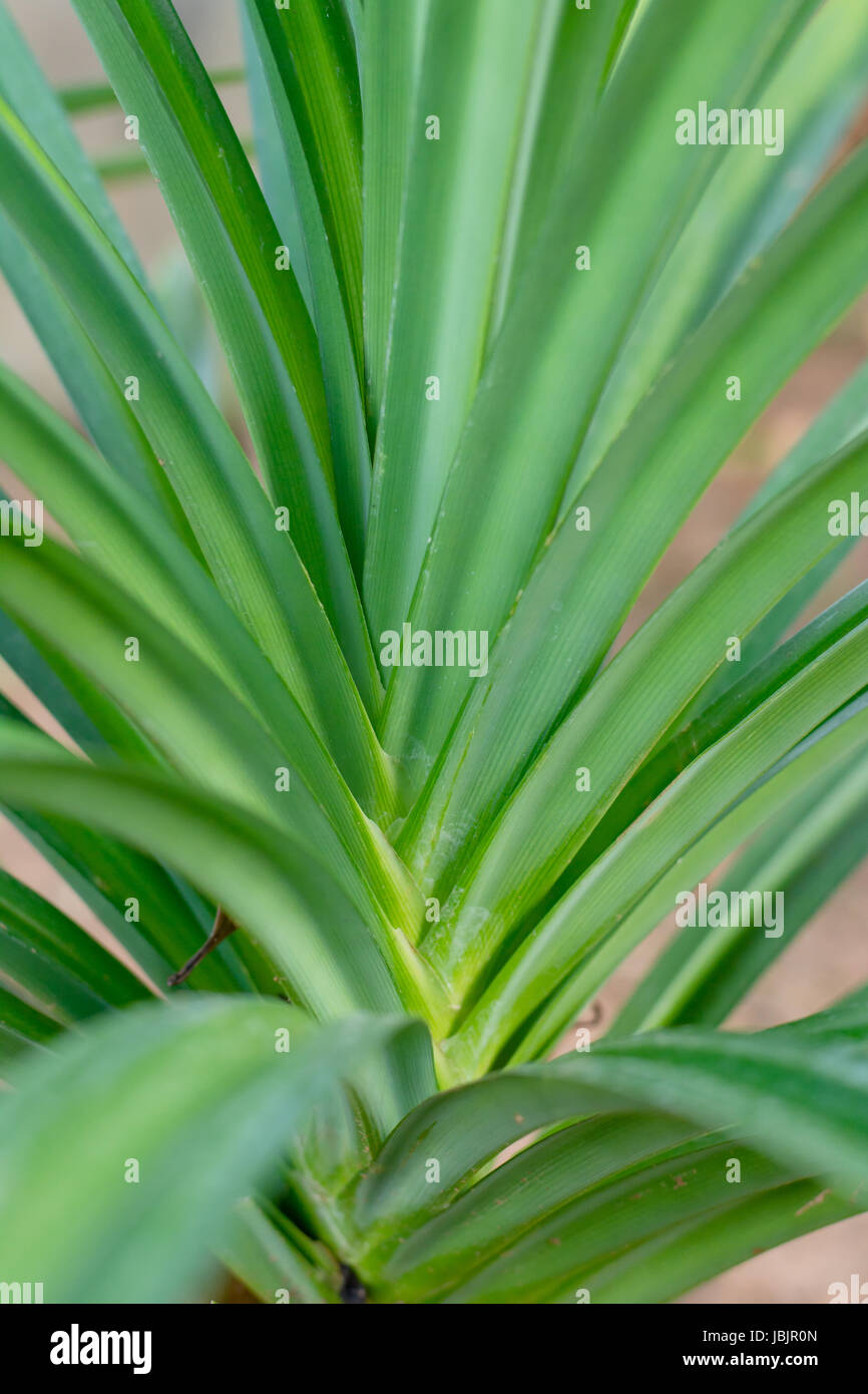 Green Pandan Leaves , Thai Herb Stock Photo Alamy