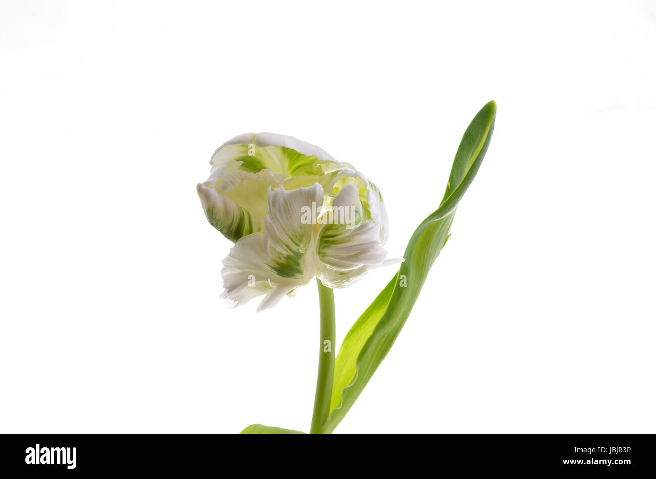 Photo of tulip on a white background Stock Photo - Alamy