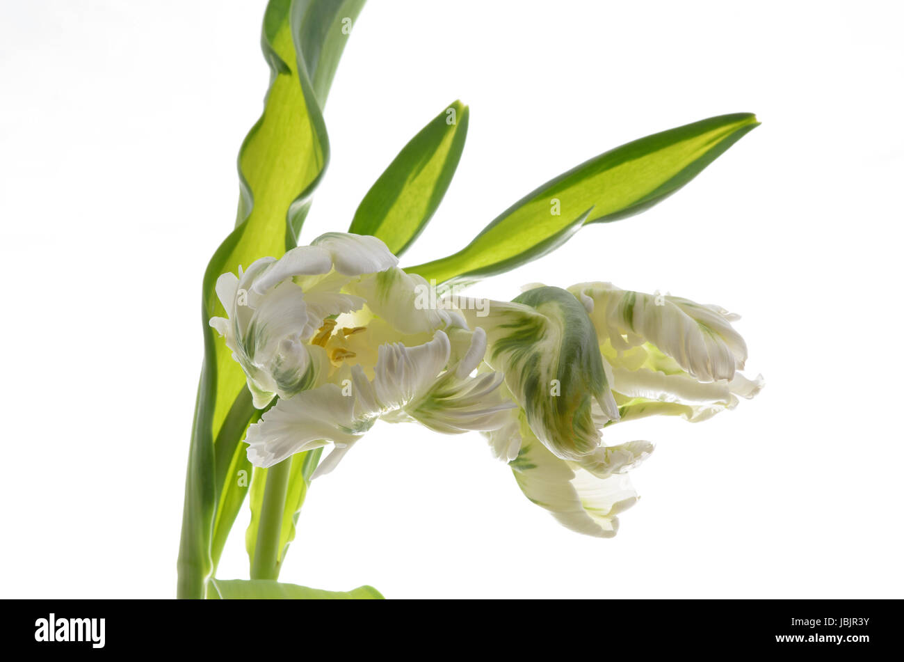 Photo of tulip on a white background Stock Photo - Alamy