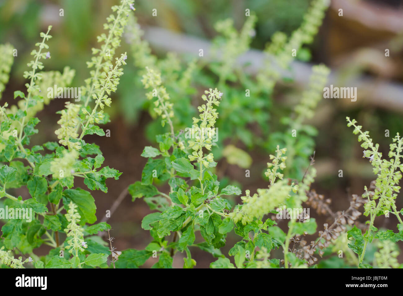 Ocium Ocimum Sanctum Holy Basil Stock Photos & Ocimum Sanctum Holy Basil ...