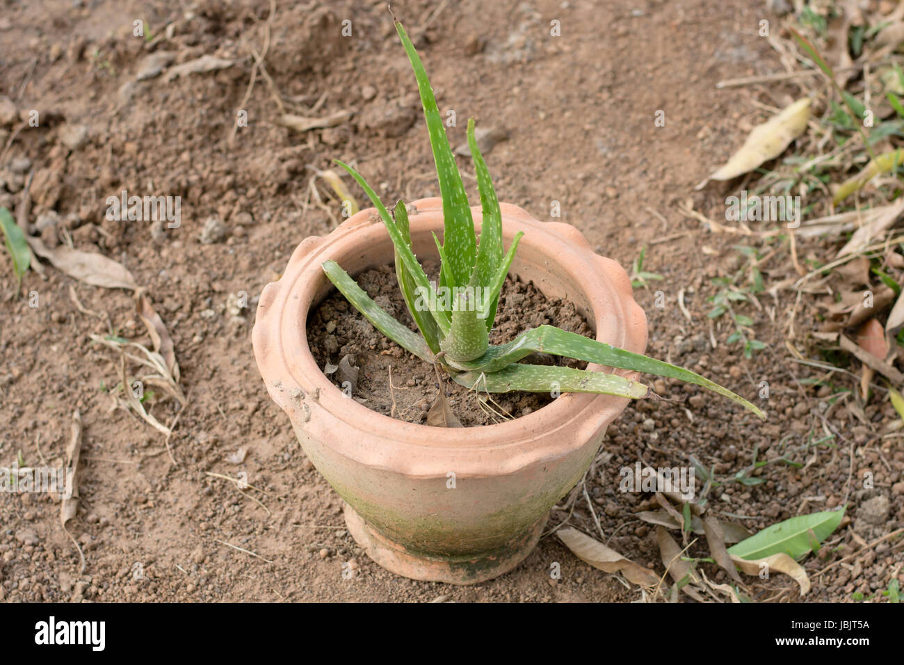 Aloe vera is a herb that can cure Burns and it is ingredient in many
