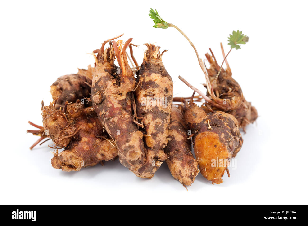 Купить Корень Калгана Оптом